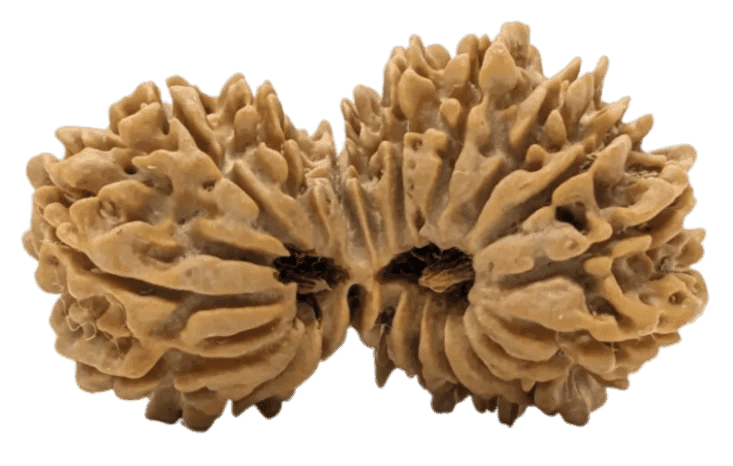 19 Mukhi Gauri Shankar Rudraksha