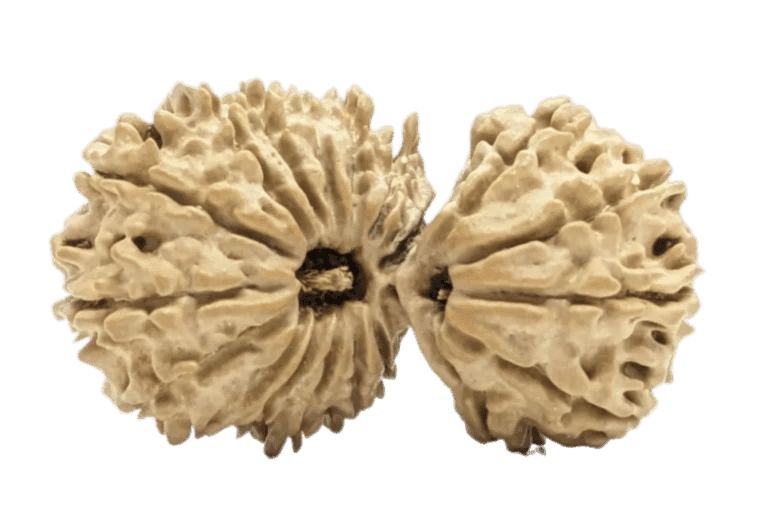 20 Mukhi Gauri Shankar Rudraksha