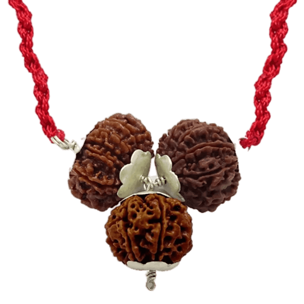 Business Vriddhi (7-7-8 Mukhi Nepali Rudraksha)