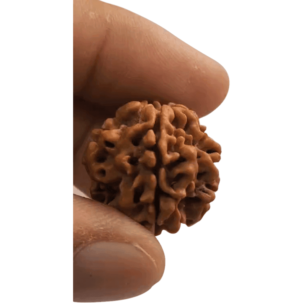 1 Mukhi Nepali Rudraksha Bead – Round & Under-Developed