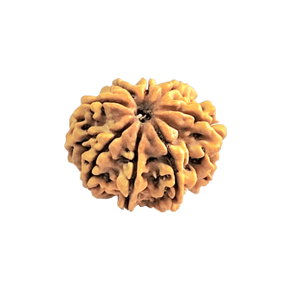 8 Mukhi Nepali Rudraksha Bead