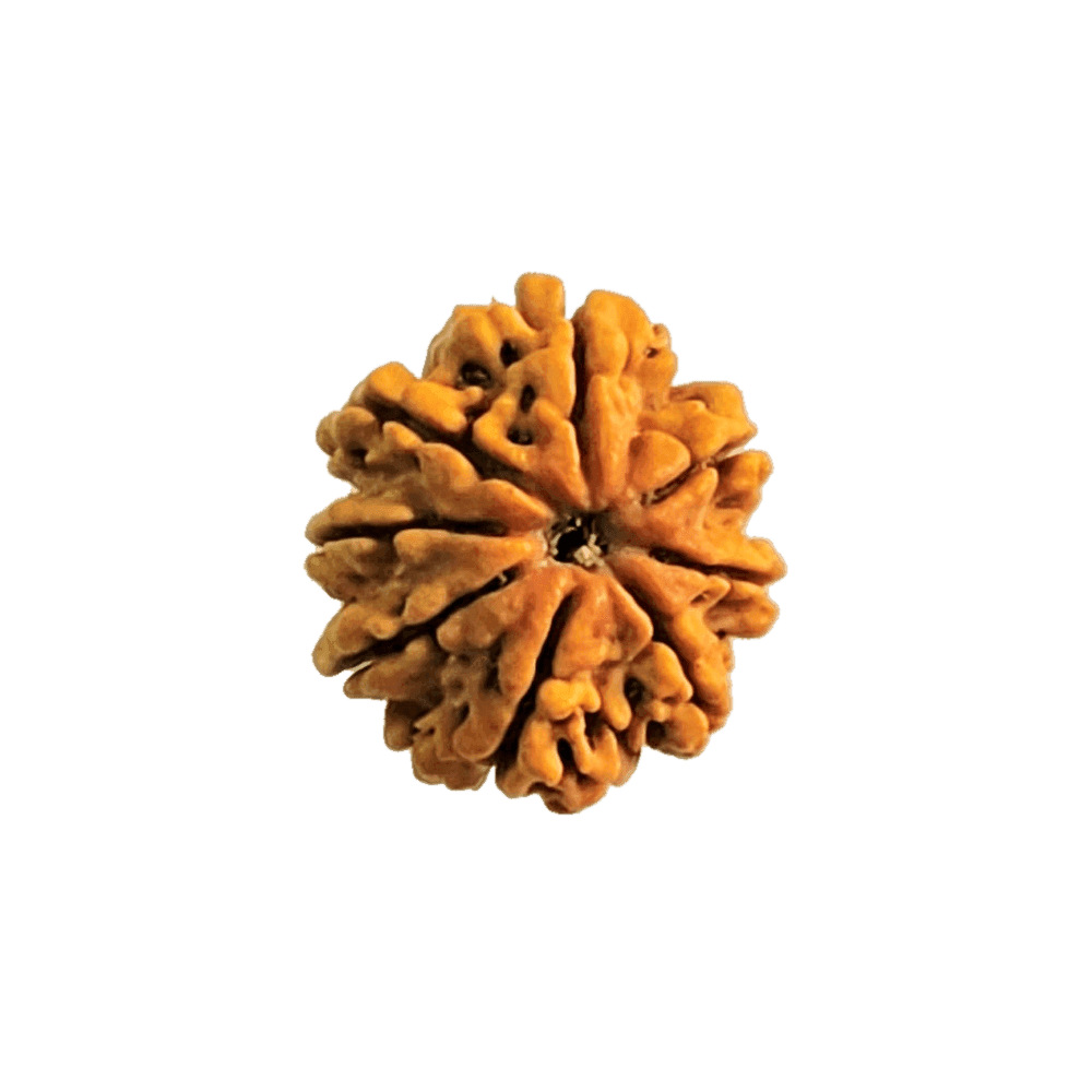 8 Mukhi Nepali Rudraksha Bead | Loose Bead | Regular