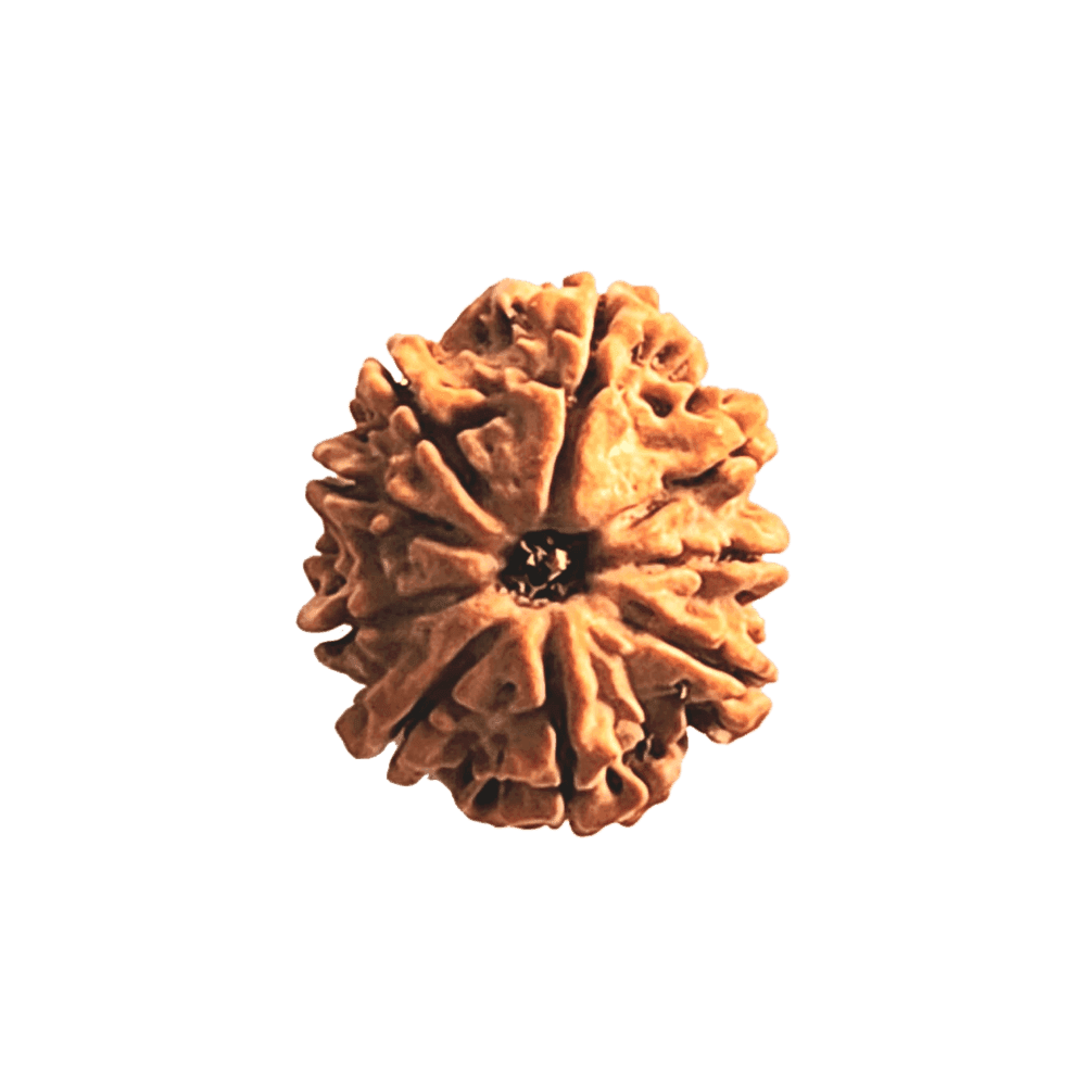 9 Mukhi Nepali Rudraksha Bead | Loose Bead | Regular