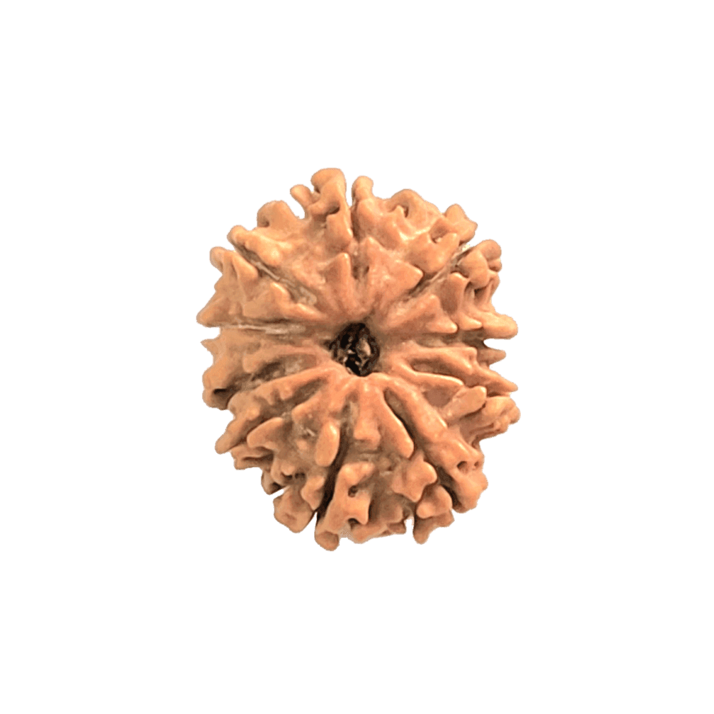10 Mukhi Nepali Rudraksha Bead | Loose Bead | Regular