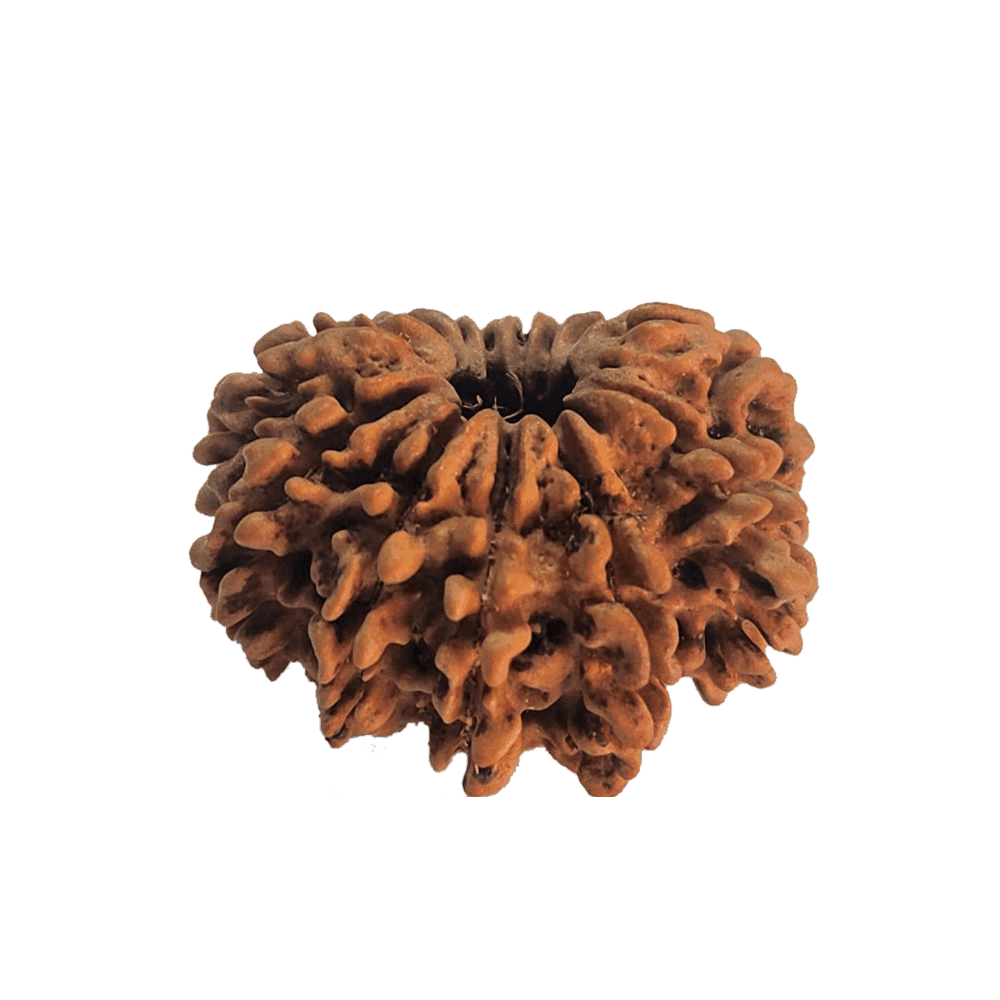 13 Mukhi Nepali Rudraksha Bead