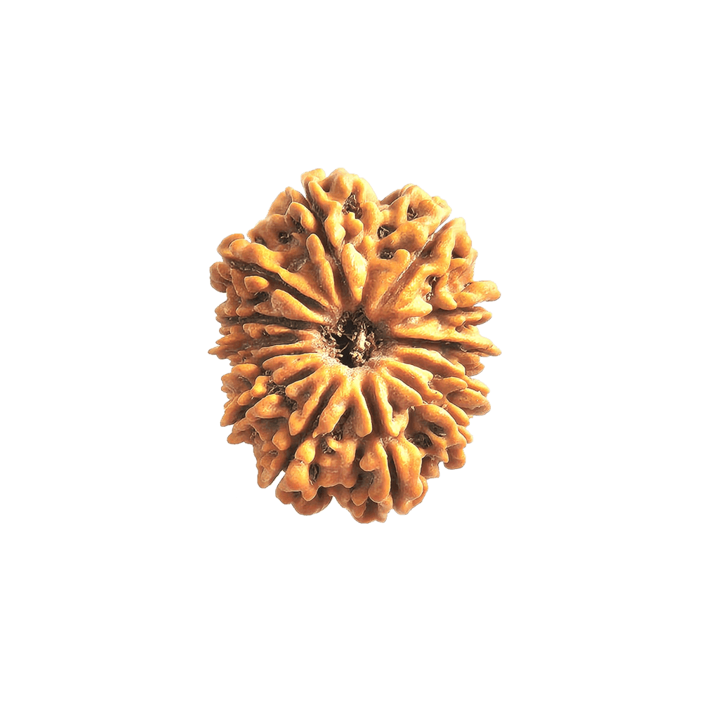 13 Mukhi Nepali Rudraksha Bead | Loose Bead | Regular