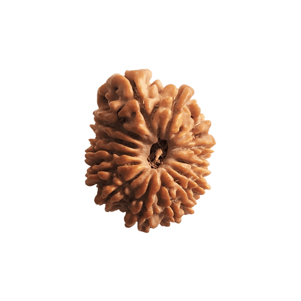 14 Mukhi Nepali Rudraksha Bead | Loose Bead | Regular