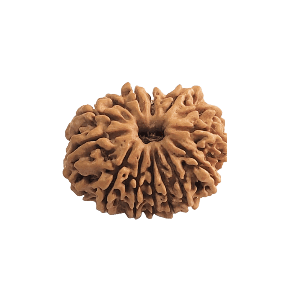14 Mukhi Nepali Rudraksha Bead