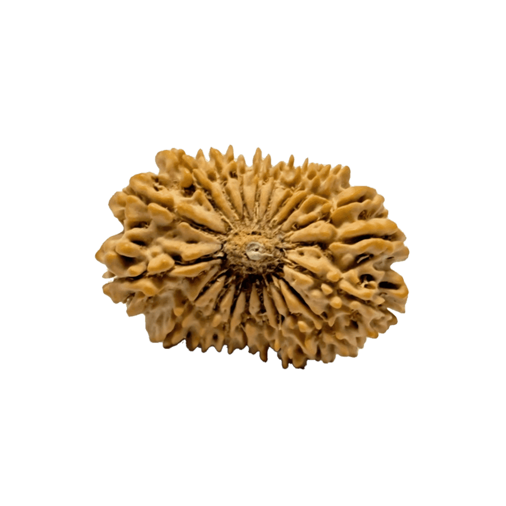 20 Mukhi Nepali Rudraksha Bead | Loose Bead | Regular