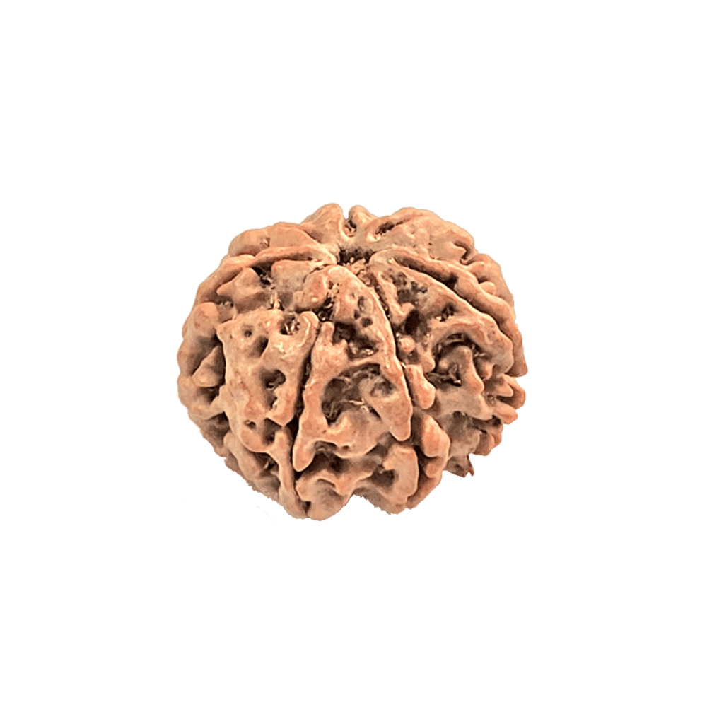 Mahashivratri Special 7 Mukhi Nepali Rudraksha in Red Thread | Divine Offer @ ₹250