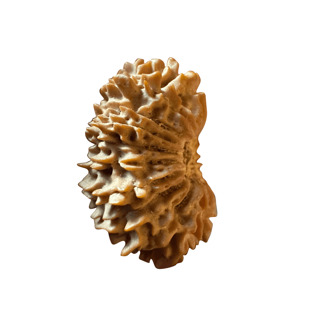 21 Mukhi Nepali Rudraksha Bead | Size: 22–26 mm | Weight: 3.20 g (Regular Size)