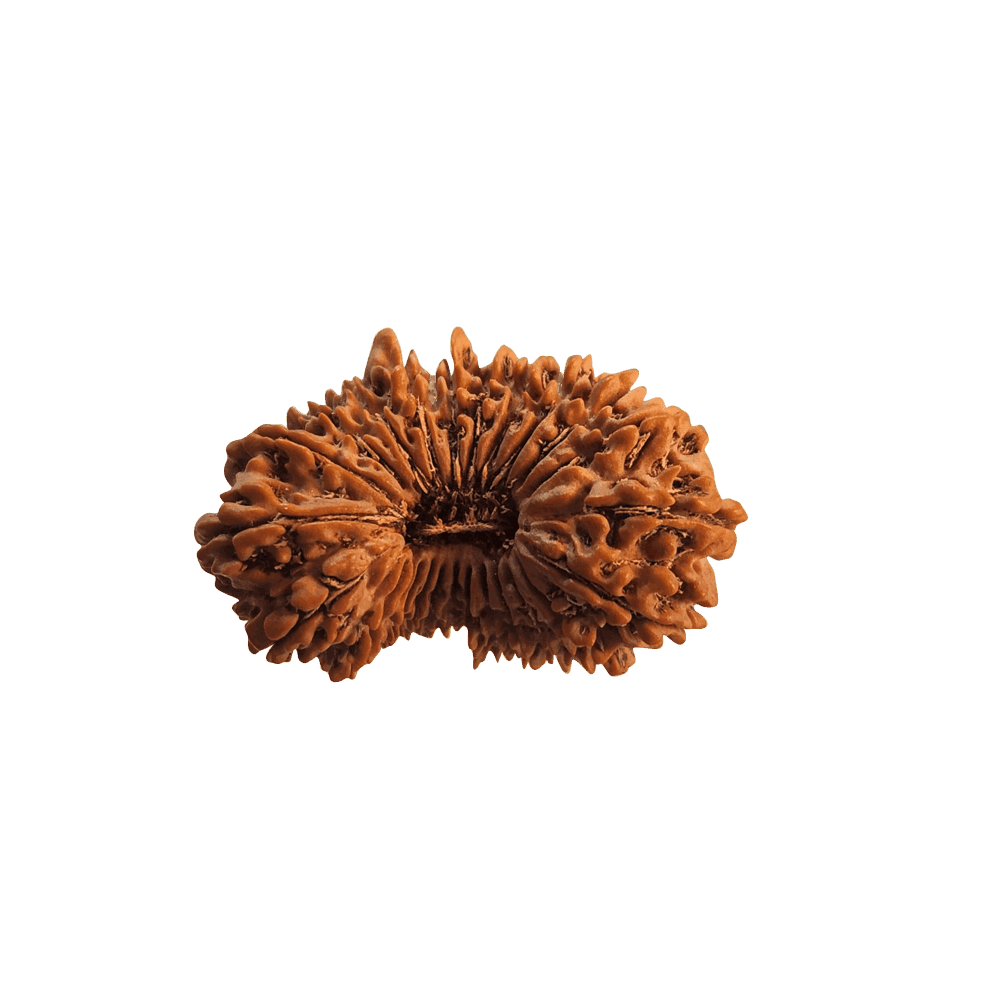 24 Mukhi Nepali Rudraksha Bead (Super Collector Size)