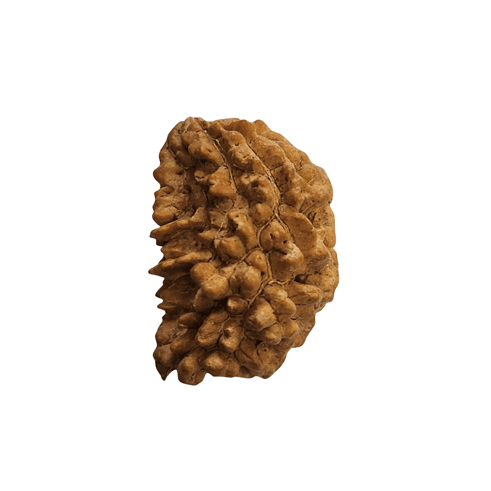 1 Mukhi South Indian Rudraksha Bead