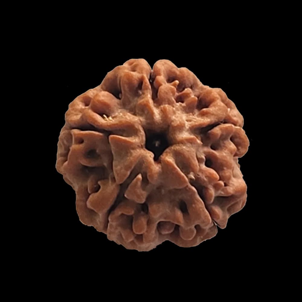 5 Mukhi Rudraksha