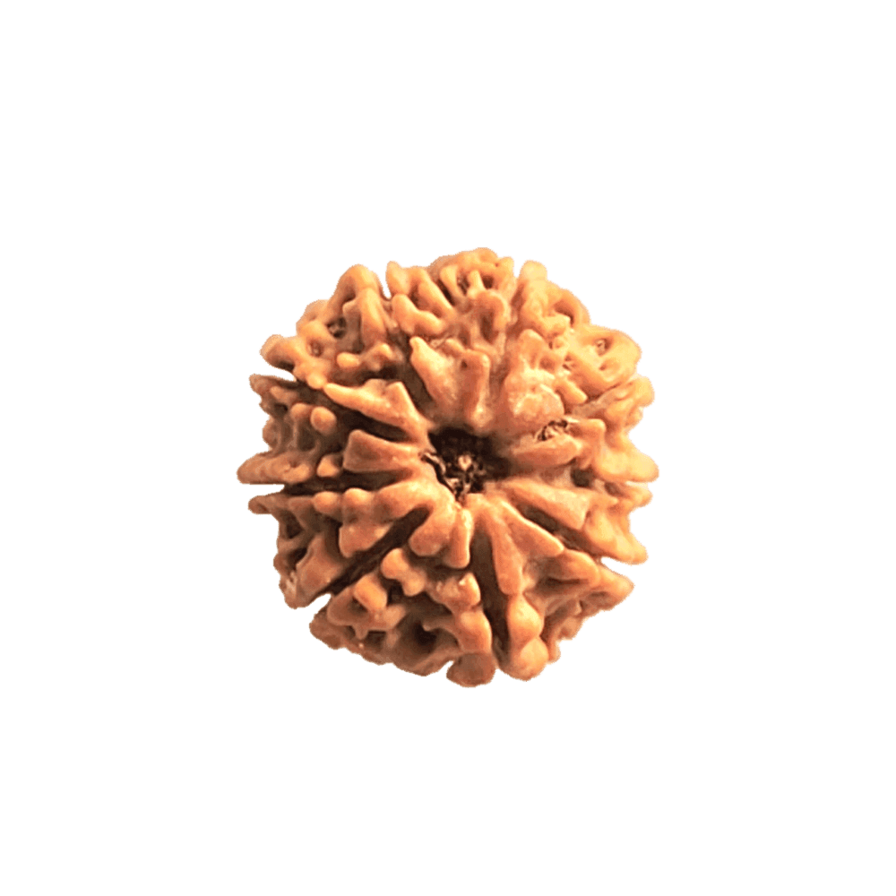 9 Mukhi Rudraksha