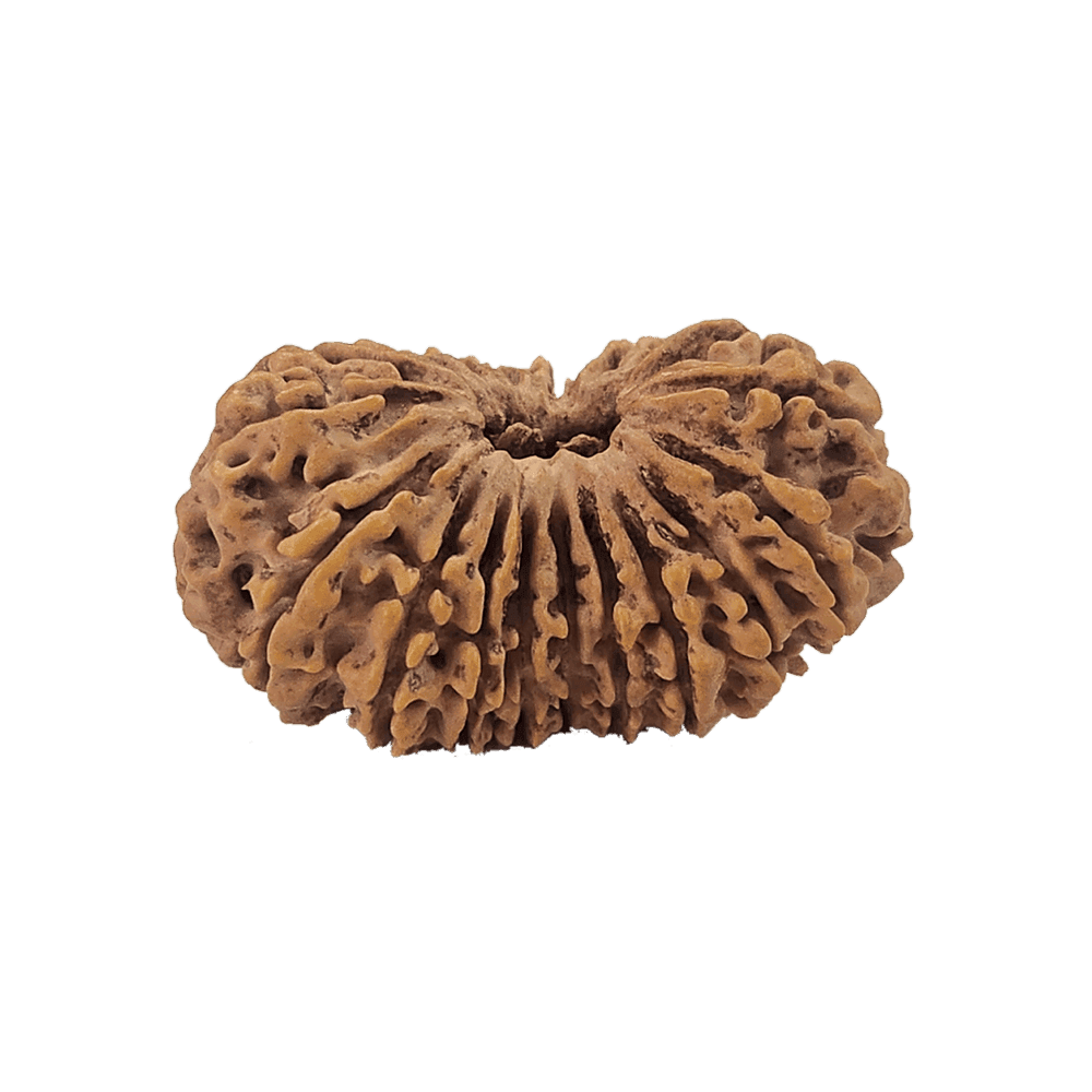 Exclusive Rudraksha