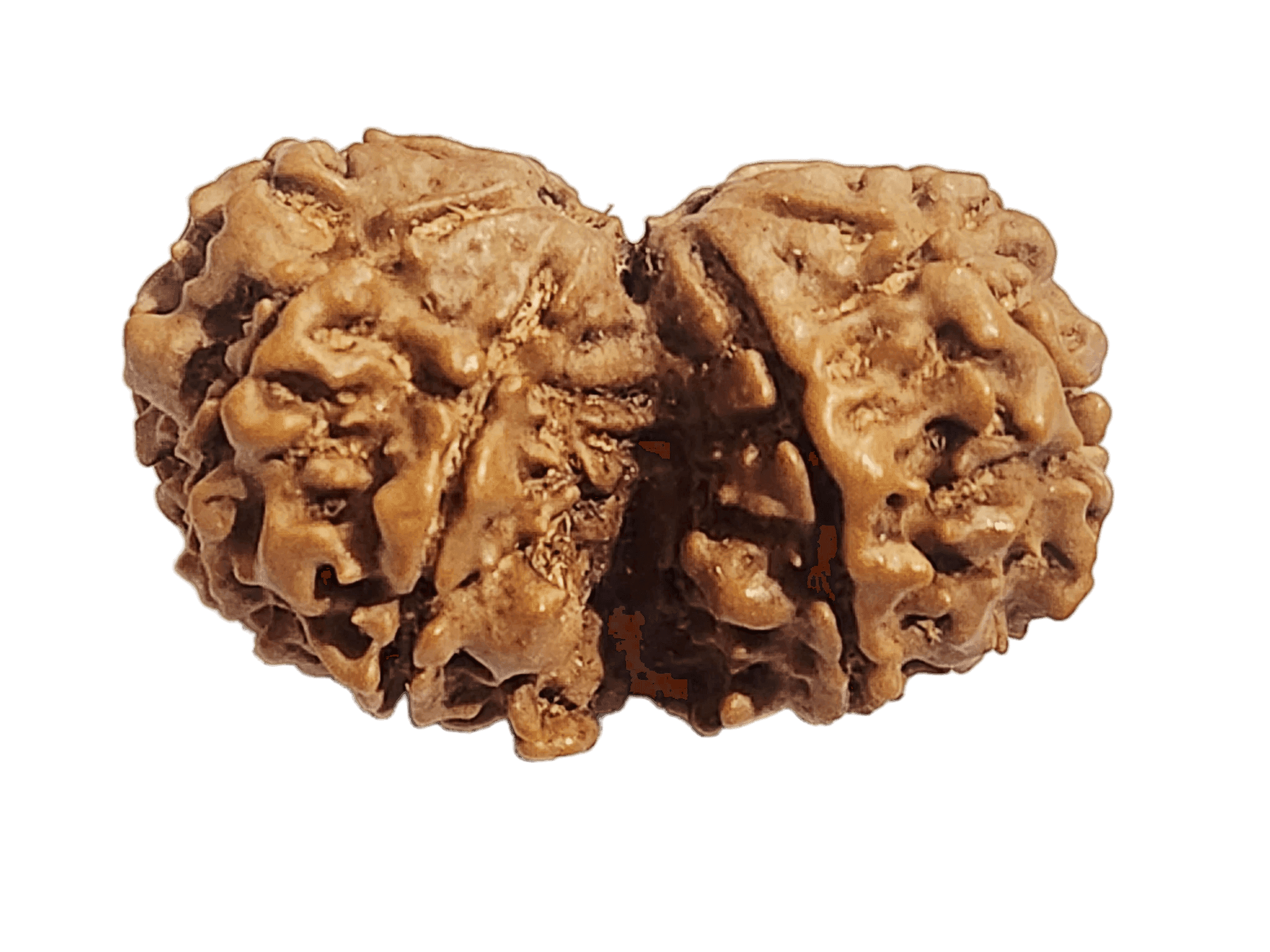 10 Mukhi Nepali Gauri Shankar