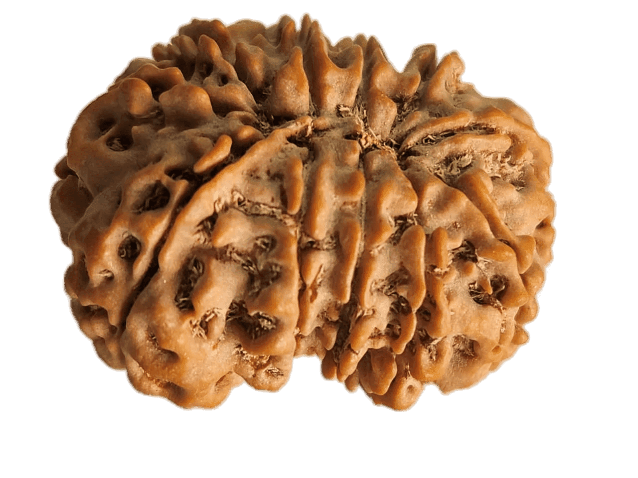 11 Mukhi Nepali Gauri Shankar