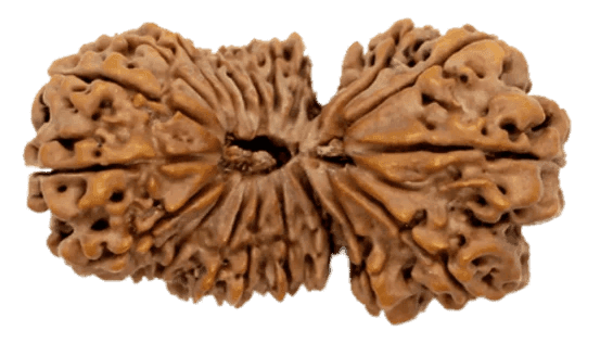21 Mukhi Nepali Gauri Shankar