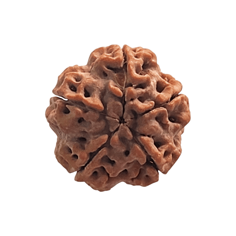 5 Mukhi Nepali Rudraksha Bead