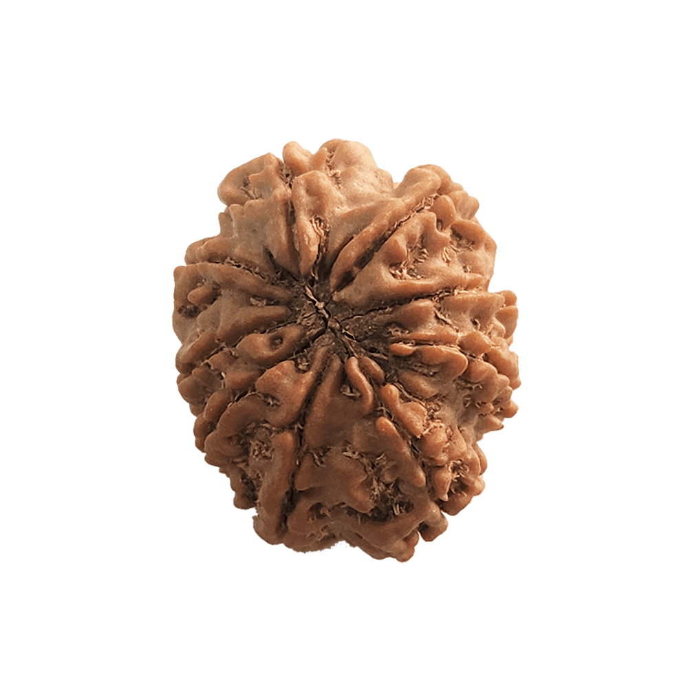9 Mukhi Nepali Rudraksha Bead