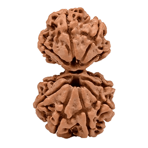Garbh Gauri Rudraksha Bead