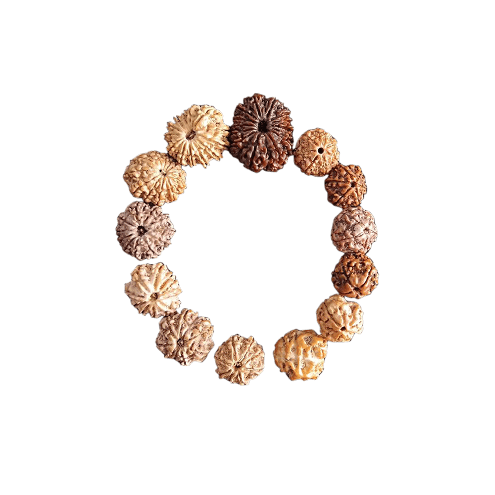 Leadership Bracelet (1-14 Mukhi Nepali Rudraksha)