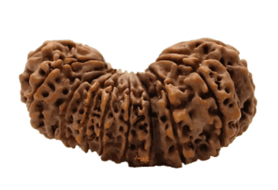 21 Mukhi Gauri Shankar Rudraksha