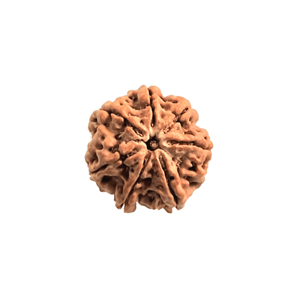 7 Mukhi Nepali Rudraksha Bead