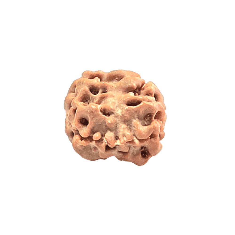 2 Mukhi Nepali Rudraksha Bead