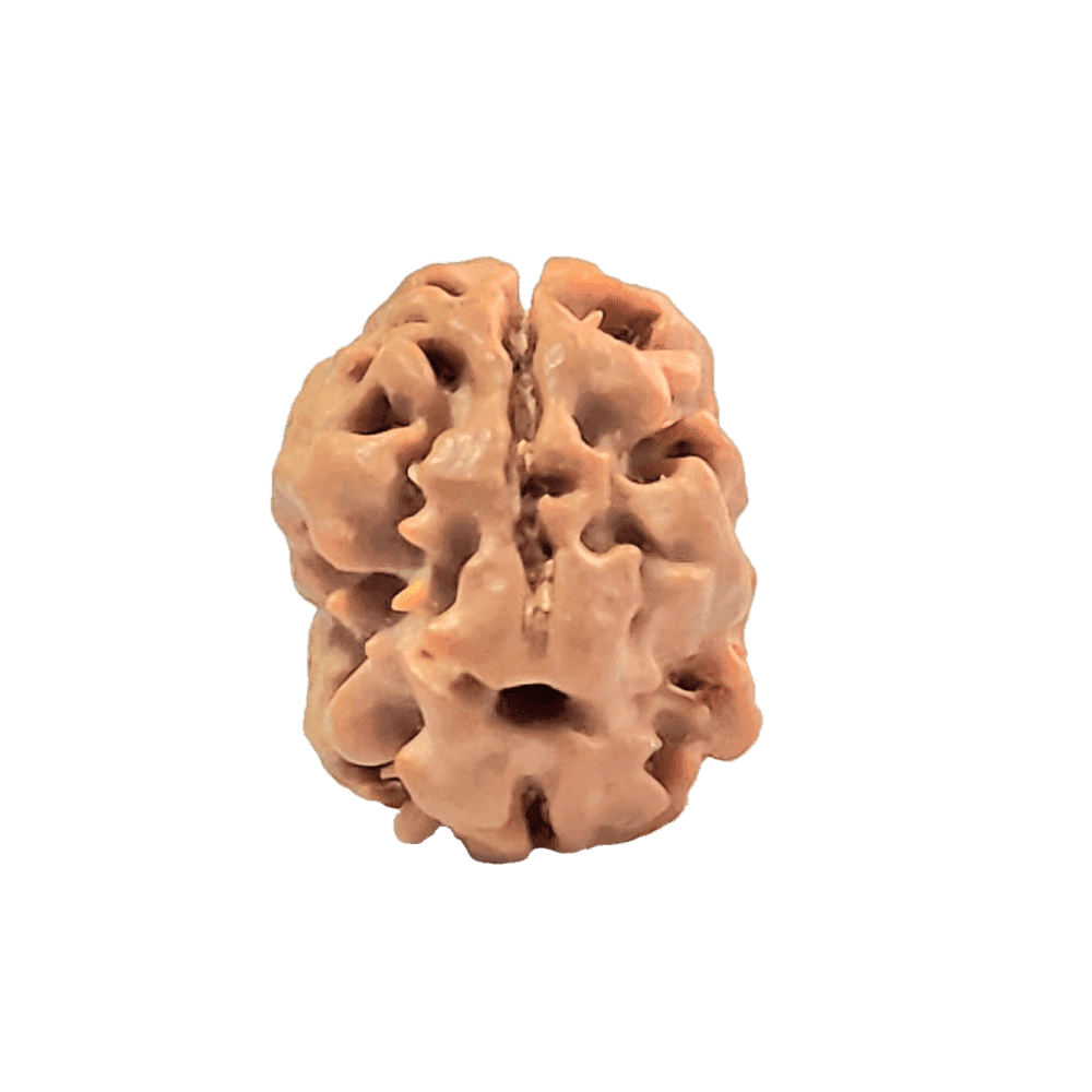 2 Mukhi Nepali Rudraksha Bead | Loose Bead | Regular