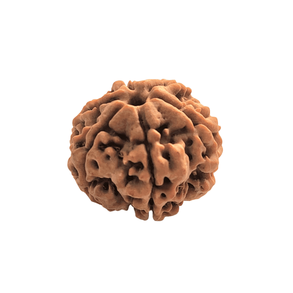 6 Mukhi Nepali Rudraksha Bead | Loose Bead | Regular