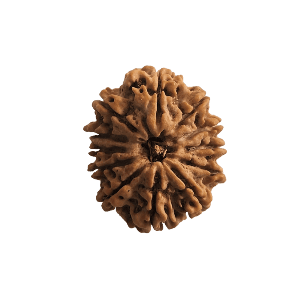 12 Mukhi Nepali Rudraksha Bead | Loose Bead | Medium