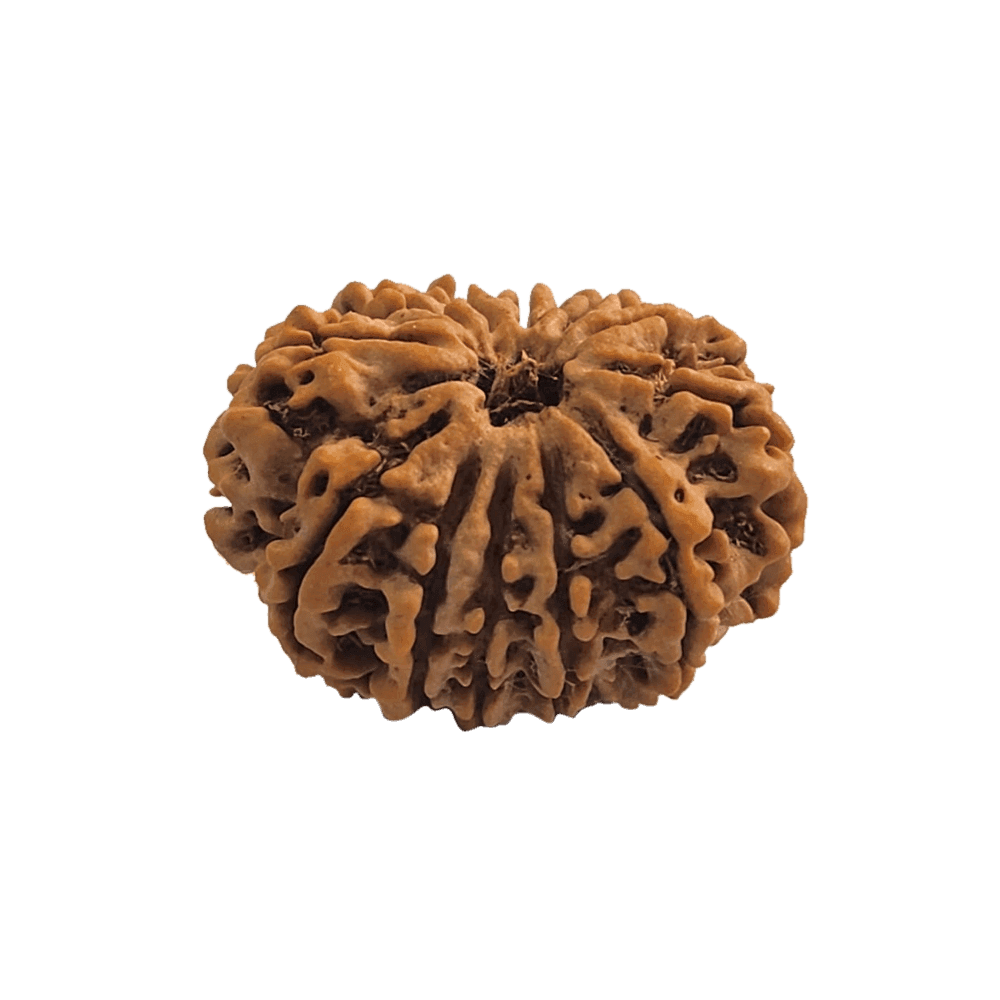 12 Mukhi Nepali Rudraksha Bead