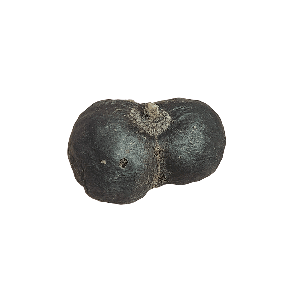 Gauri Shankar Rudraksha (Purest Form)