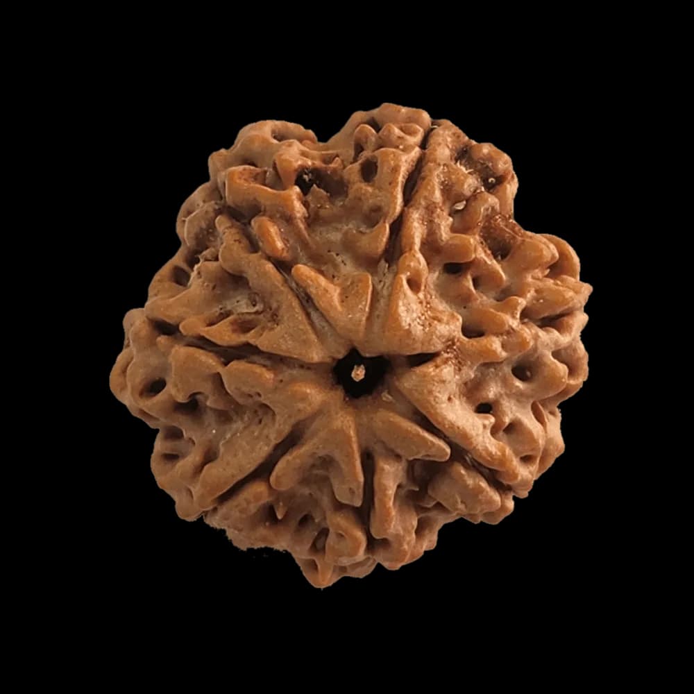 Deepawali Samruddhi Combo – 7 Mukhi & Ganesh Mukhi Rudraksha, Jap Mala & Wooden Box