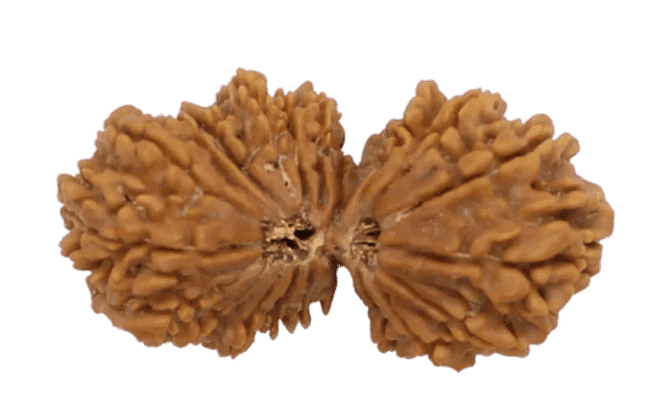 21 Mukhi Gauri Shankar Rudraksha